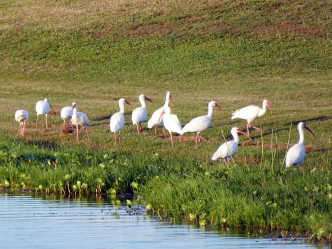 Ibis on the Shore